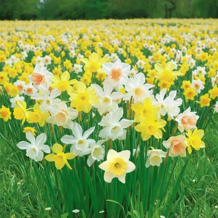 60 Days of Daffodils, Daffodil - 10 Bulbs image number null